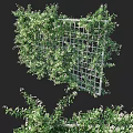 Decorative Garden Trellis Covered With Lush Climbing Plants And White Flowers