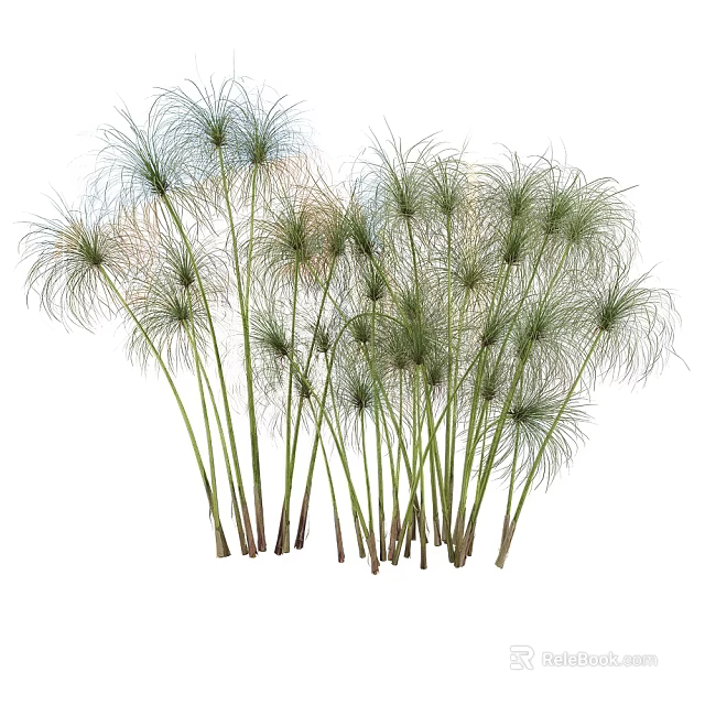 Clustered Potted Bonsai Plants With Slender Stems And Feathery Green Leaves 3d model 