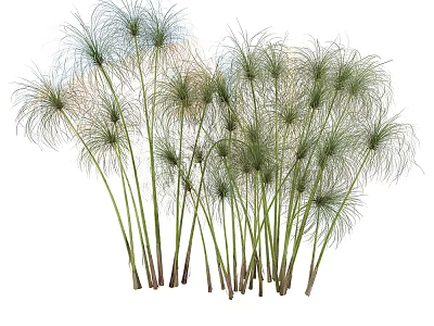 Clustered Potted Bonsai Plants With Slender Stems And Feathery Green Leaves 3d model
