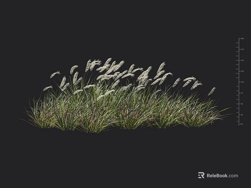Tall Ornamental Grass With Silky White Plumes And Dense Green Leaves For Garden Landscaping 3d model 