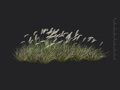 Tall Ornamental Grass With Silky White Plumes And Dense Green Leaves For Garden Landscaping 3d model