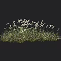Tall Ornamental Grass With Silky White Plumes And Dense Green Leaves For Garden Landscaping