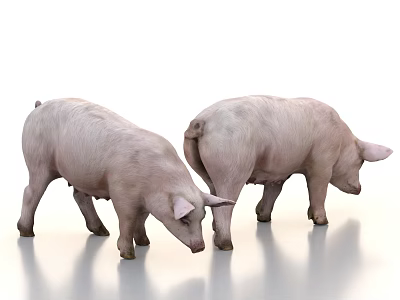 Two Pink Reptiles Standing on White Background 3D Model 3d model