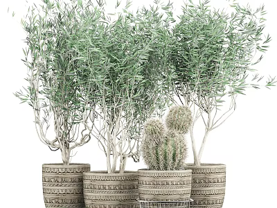 Bonsai Potted Plants with Olive Trees and Cacti in Woven Textured Planters on Metal Stand 3d model