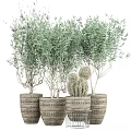 Bonsai Potted Plants with Olive Trees and Cacti in Woven Textured Planters on Metal Stand