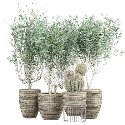 Bonsai Potted Plants with Olive Trees and Cacti in Woven Textured Planters on Metal Stand 3d model