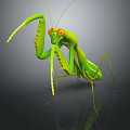 Modern mantis knife-winged insect 3d model