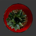 Ripe Fresh Pineapple Placed On Red Plate Against Dark Background Surface