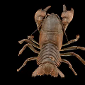 Detailed Brown Crayfish With Large Claws And Hard Exoskeleton Isolated On Black Background