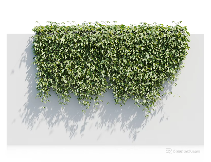 Lush Green Vines Covering White Wall With Hanging Leafy Foliage And Natural Decorative Look 3d model 