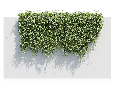 Lush Green Vines Covering White Wall With Hanging Leafy Foliage And Natural Decorative Look 3d model