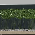 Decorative Green Bamboo Arranged Along Blue Wall With White Pebbles Indoor Setting
