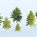 Pine Tree Combination With Various Sizes And Types On Light Blue Background 3d model