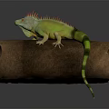 Green Iguana with Orange Spikes Resting on Wooden Log in Studio
