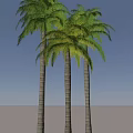 Three Tall Palm Trees With Slender Trunks And Lush Green Fronds