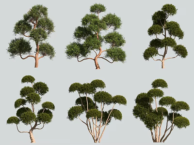 Diverse Arbor Trees With Various Shapes Lush Green Foliage And Crown Structures 3d model