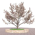 Tree Featuring Slender Trunk Sparse Branches Circular Stone Base Green Grass And Gray Paved Ground 3d model