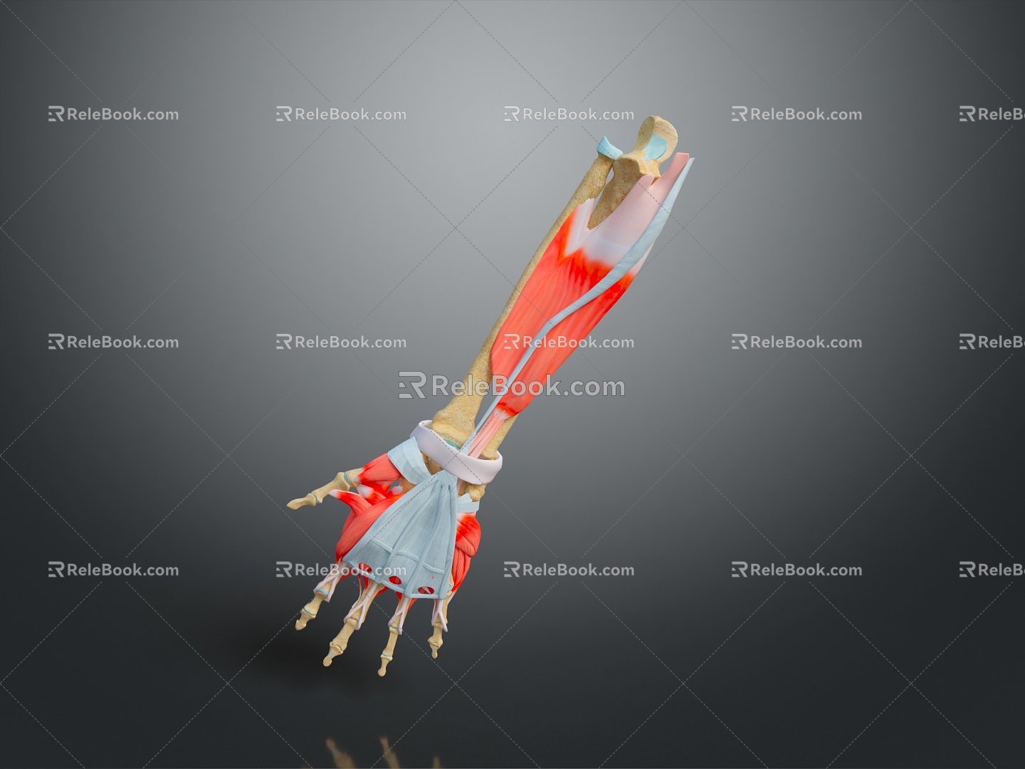 arm muscle arm muscle hand muscle muscle human muscle 3d model