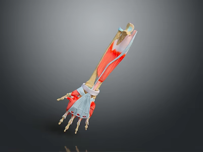 3D Medical Device With Arm Muscles Bones Anatomical Model For Education 3d model
