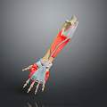 3D Medical Device With Arm Muscles Bones Anatomical Model For Education