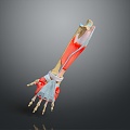 arm muscle arm muscle hand muscle muscle human muscle 3d model