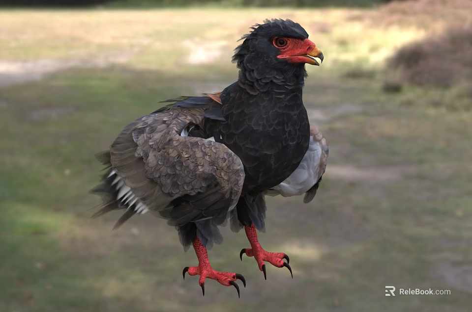 Bateleur Eagle Standing With Black Feathers Red Beak And Red Talons In Natural Grassland Habitat 3d model 