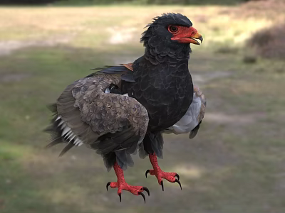 Bateleur Eagle Standing With Black Feathers Red Beak And Red Talons In Natural Grassland Habitat 3d model