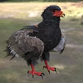 Bateleur Eagle Standing With Black Feathers Red Beak And Red Talons In Natural Grassland Habitat