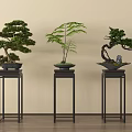 Elegant Indoor Bonsai Plants Display On Stylish Black Stands With Varied Foliage