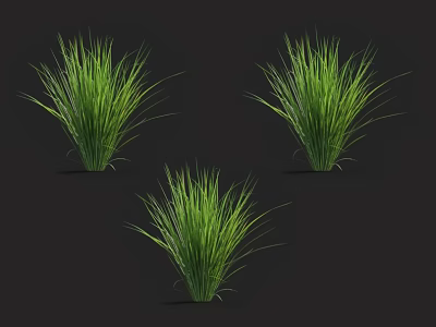 Three Lush Green Grass Plants Displayed on Black Background with Fresh Leaves 3d model