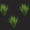 Three Lush Green Grass Plants Displayed on Black Background with Fresh Leaves