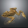 Brown Spotted Toad With Blue Eyes And Textured Skin Lying On Dark Reflective Surface