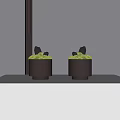 Bonsai Potted Plants in Golden Cylindrical Pots with Green Moss and Black Stones