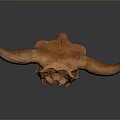 Brown Animal Skull With Large Curved Horns On Reflective Gray Gradient Background