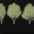Three Green Leafy Shrubs Showing Size Comparison With Human Figure And Detailed Foliage