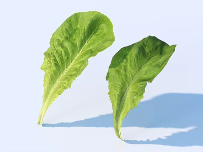 Fresh Green Lettuce Leaves On Light Blue Background With Soft Shadows 3d model