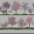 Ornamental Flowering Trees With Pink Blossoms And Diverse Forms On Grass With Stones 3d model