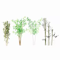 Different Types Of Bamboo Plants With Green Foliage And Varied Heights For Decoration