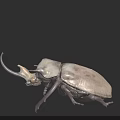 Close Up Detailed White Beetle With Long Horns Isolated On Black Background