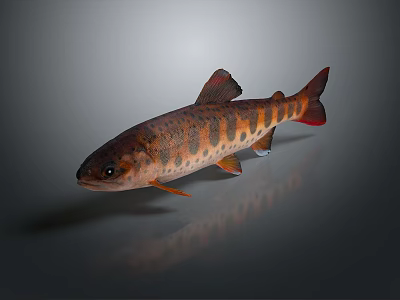 Vibrant Orange Spotted Red Finned Fresh Fish As Essential Culinary Ingredient For Daily Kitchen Use 3d model