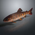 Vibrant Orange Spotted Red Finned Fresh Fish As Essential Culinary Ingredient For Daily Kitchen Use