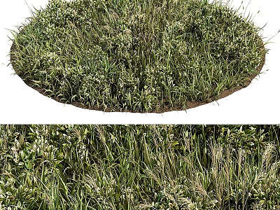 Lush Green Grass And White Flowers In Garden With Various Plants 3d model