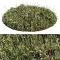 Lush Green Grass And White Flowers In Garden With Various Plants