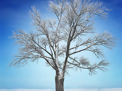Snow Covered Leafless Tree With Bare Branches Against Clear Blue Sky 3d model