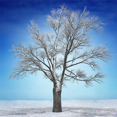 Snow Covered Leafless Tree With Bare Branches Against Clear Blue Sky 3d model