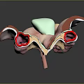 3D Anatomical Illustration of Human Organs and Hair Structures With Detailed Medical View
