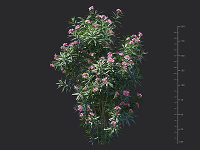 Lush Green Shrub With Pink Flowers For Garden Landscaping Design 3d model