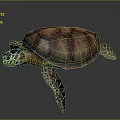 Colorful Sea Turtle With Green Yellow Patterned Head And Red Brown Shell 3d model