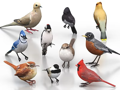 Colorful Flying Bird Species with Various Plumage Standing in Different Positions 3d model