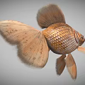 Golden Goldfish With Large Fins Shiny Scales And Graceful Swimming Motion